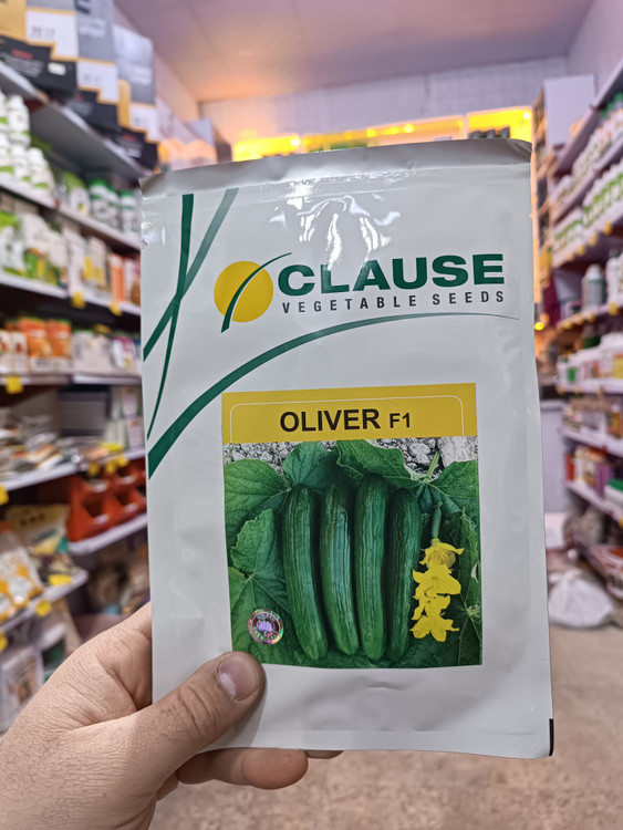 بذر خیار الیور کلوز ۲۰۲۴