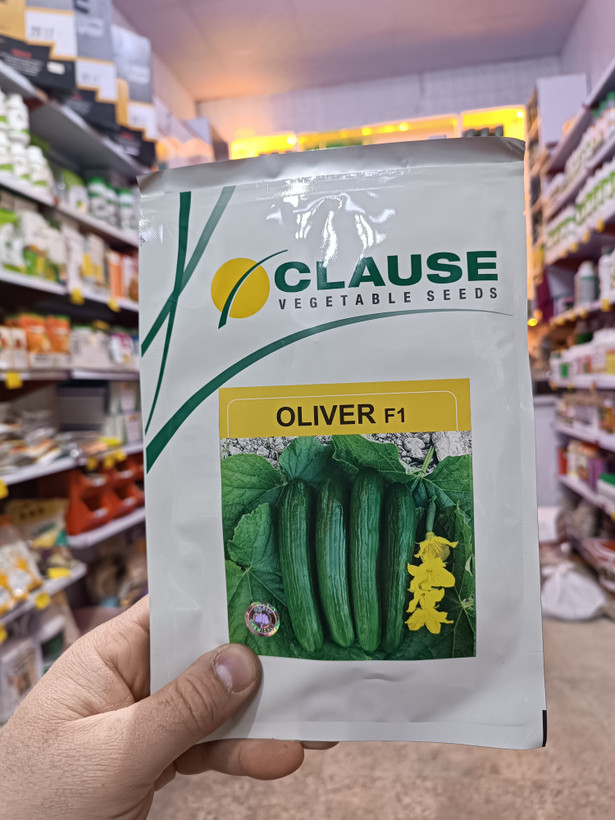 بذر خیار الیور کلوز ۲۰۲۴