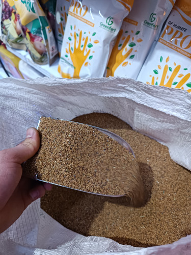 بذر یونجه ماوپا