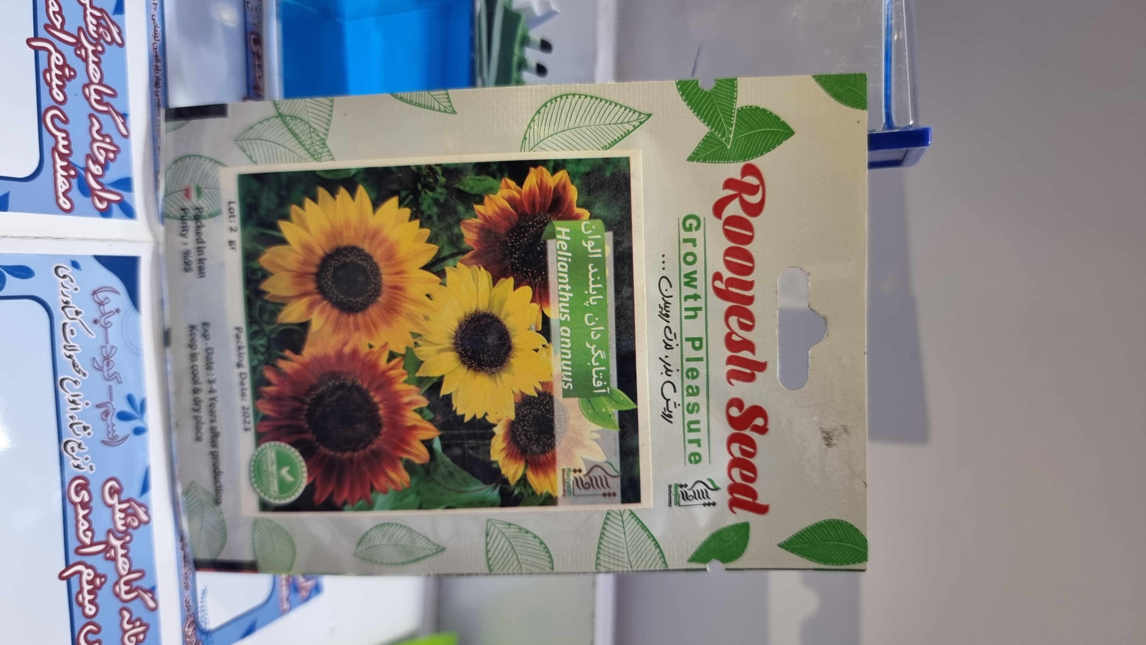 آفتاب گردان پابلند